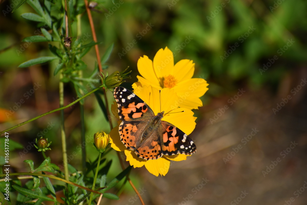 Obraz premium Butterfly Orange-24