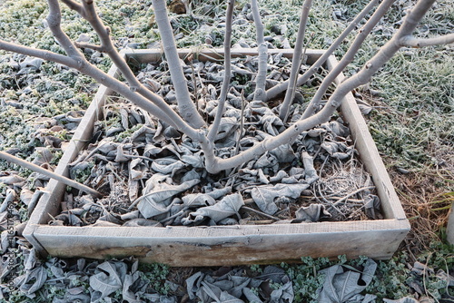 A Frosty Garden Base featuring a meticulously Mulched Planting Area that thrives in winter photo