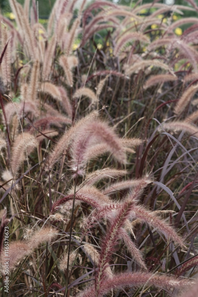 Closeup of the African fountain grass. This is the Latin name of these reddish grass; Cenchrus setaceus. Macro photography. Blurred image Closeup of the African fountain grass. This is the Latin name of these reddish grass; Cenchrus setaceus. Macro photography. Blurred image