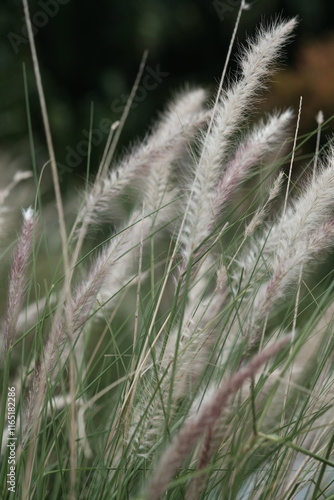 Tableau sur toile Imperata cylindrica is a perennial rhizome grass native to tropical and subtropical Asia, Melanesia, Micronesia, Australia, Africa, and Southern Europe