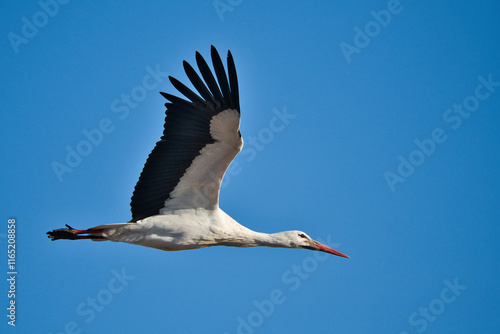 White stork flying in the blue sky