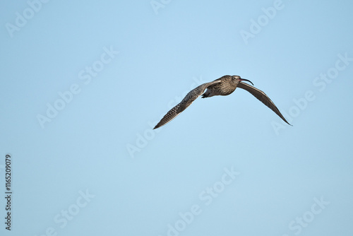 Flight image of a curlew
