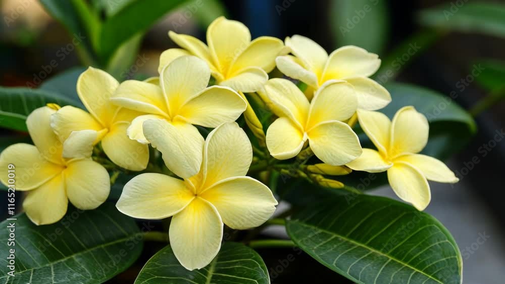 Beautiful clusters of yellow plumeria flowers blooming in a lush garden setting during springtime Beautiful clusters of yellow plumeria flowers blooming in a lush garden setting during springtime