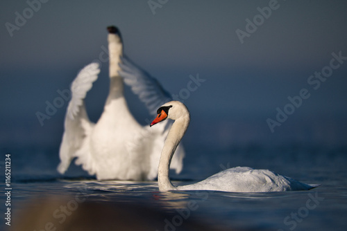 pair of swans in the morning sun