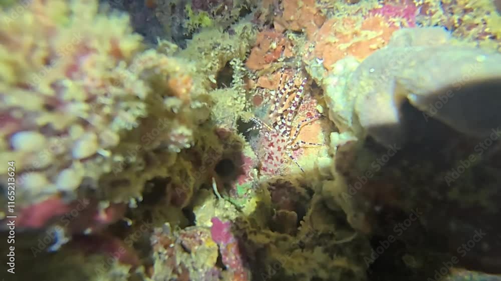 An underwater ecosystem built by colonies of tiny animals An underwater ecosystem built by colonies of tiny animals