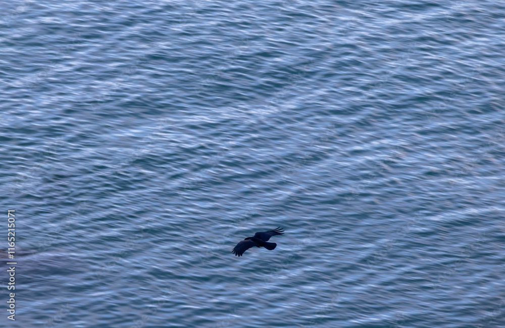 Fototapeta premium Lone black crow flying over sea waves