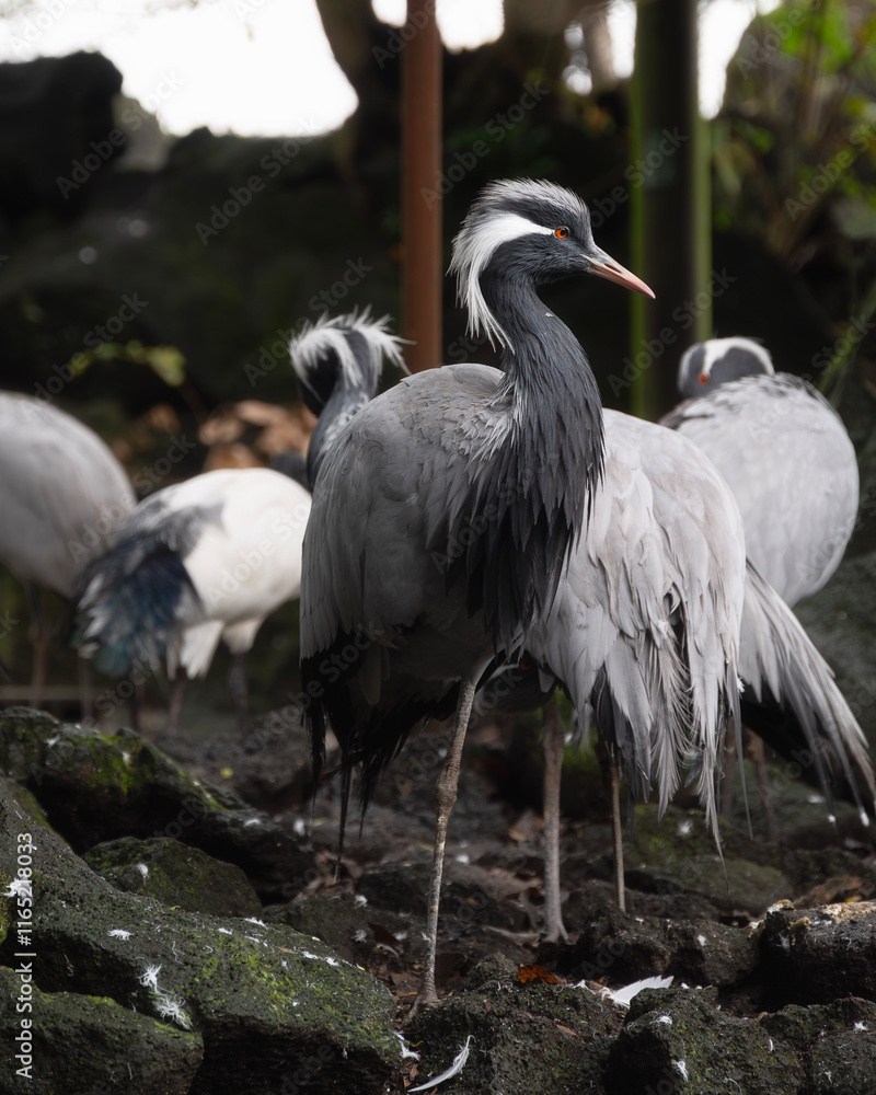 Fototapeta premium Demoiselle crane, smallest species of crane in an aviary in a zoo