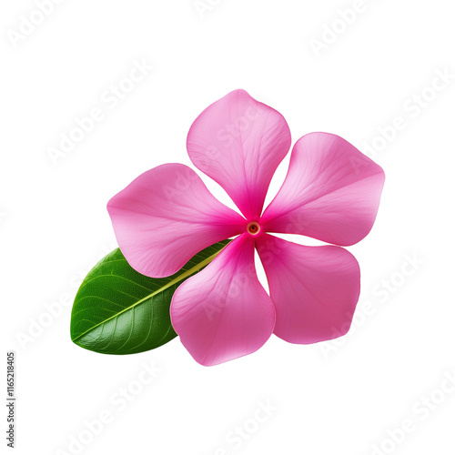 upload complete on adobestock - Pink Madagascar Periwinkle flower on transparent background photo