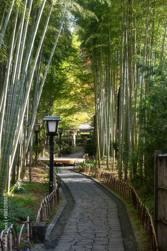 Bamboo Forest Path, a tranquil pathway slicing through a bamboo grove in Shuzenji onzen town in Izu, Shizuoka, Japan photo