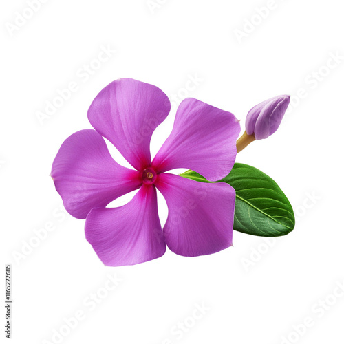 Madagascar periwinkle flower on transparent background photo