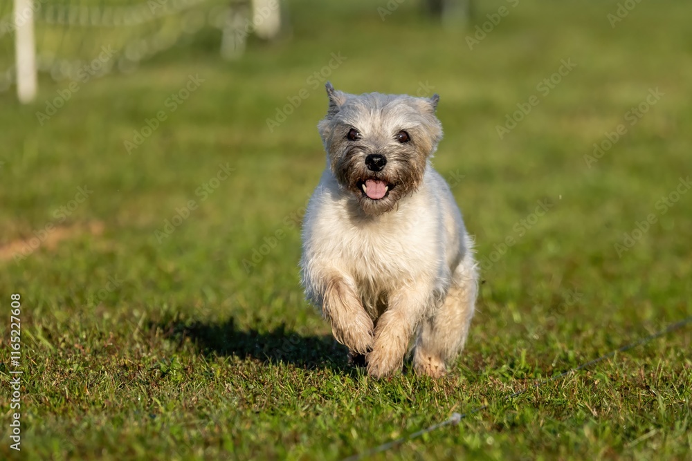 Cairn Terrier Running Lure Course Sprint Dog Sport Cairn Terrier Running Lure Course Sprint Dog Sport