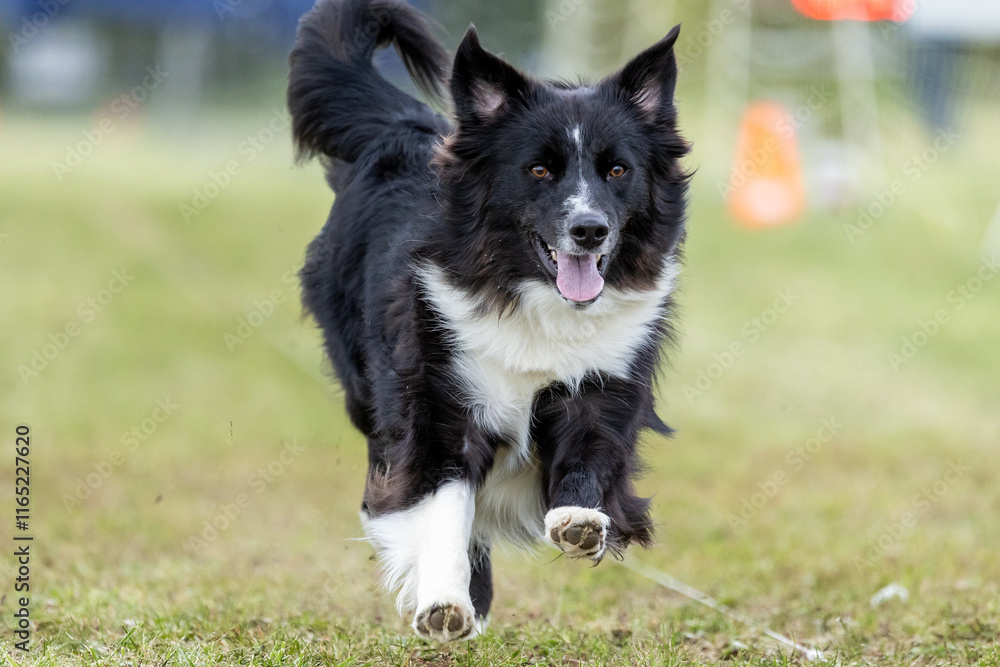 Black and White Border Collie Running Lure Course Sprint Dog Sport Black and White Border Collie Running Lure Course Sprint Dog Sport