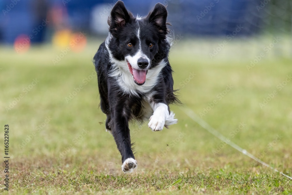Black and White Border Collie Running Lure Course Sprint Dog Sport Black and White Border Collie Running Lure Course Sprint Dog Sport