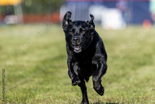 Black Labrador Retriever Lab Running Lure Course Sprint Dog Sport photo