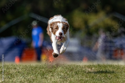 Brown and White Border Collie Running Lure Course Sprint Dog Sport photo