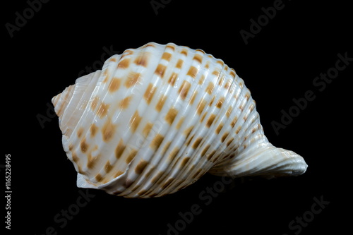 Tonna Dolium Sea Shell Close-Up on black background photo