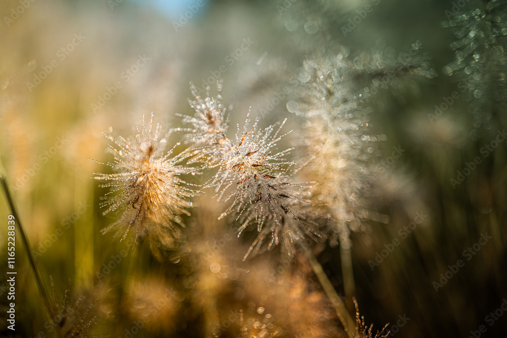 Glittering morning dew sparkles on delicate wild grass stems. Glittering morning dew sparkles on delicate wild grass stems.