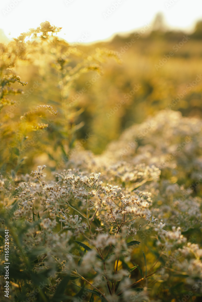 Sunlit wildflowers in a golden meadow in Naperville, Illinois Sunlit wildflowers in a golden meadow in Naperville, Illinois