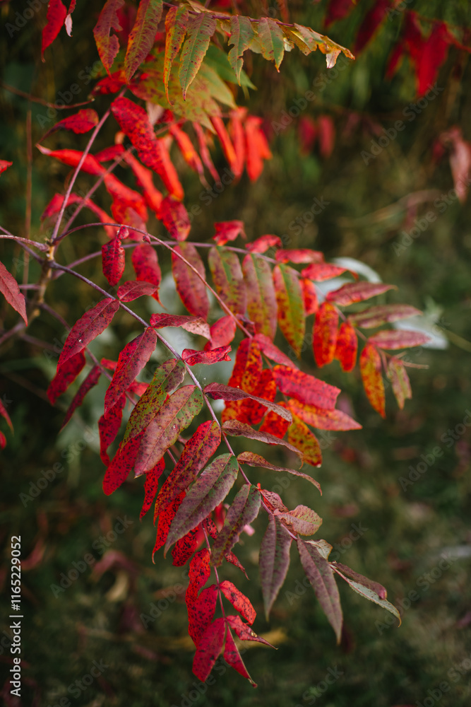 Branch of autumn leaves with red, orange, and green hues, outdoors Branch of autumn leaves with red, orange, and green hues, outdoors