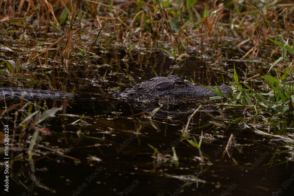 Close up of an alligator in the wetlands Close up of an alligator in the wetlands