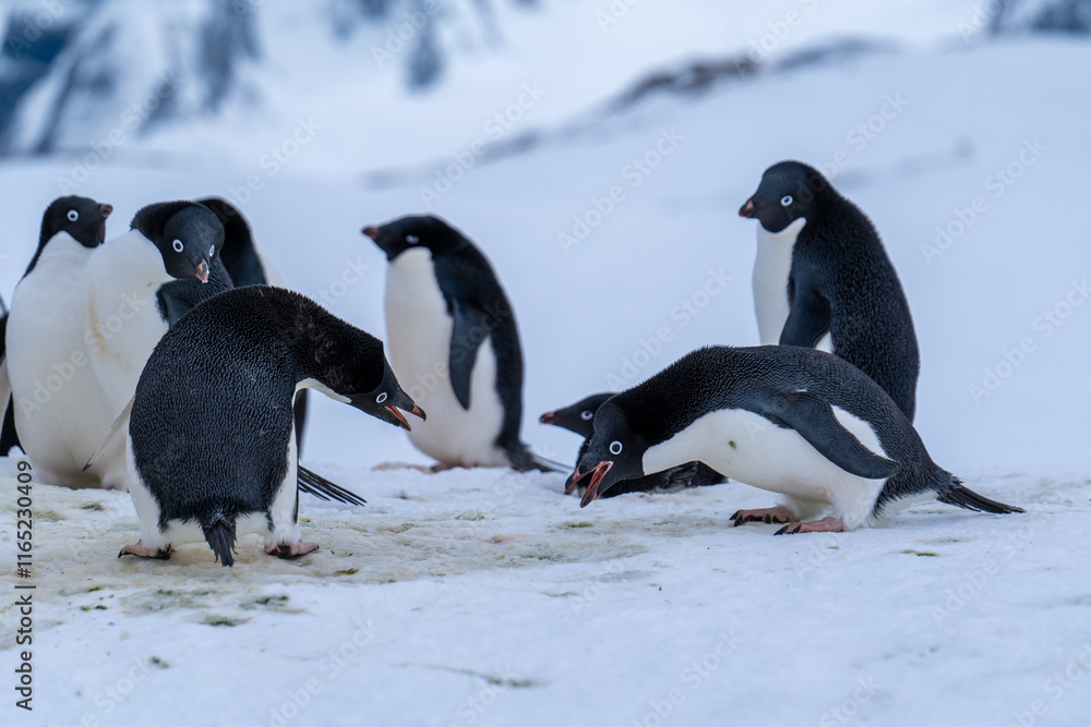 Obraz premium Group of adelie penguins (Pygoscelis adeliae) in Antarctica Bert