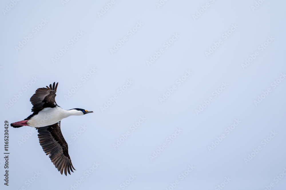 Obraz premium Antarctic shag (Leucocarbo bransfieldensis) flying in the sky. A