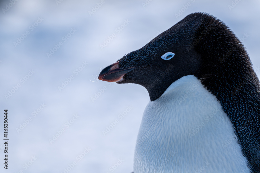 Naklejka premium Group of adelie penguins (Pygoscelis adeliae) in Antarctica Bert