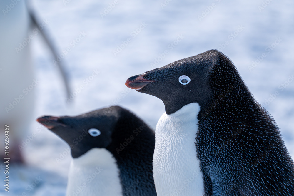 Naklejka premium Group of adelie penguins (Pygoscelis adeliae) in Antarctica Bert