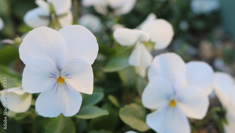 Obraz premium 白いパンジーの花と余白