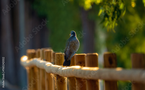 Common pigeon perched on wooden balla