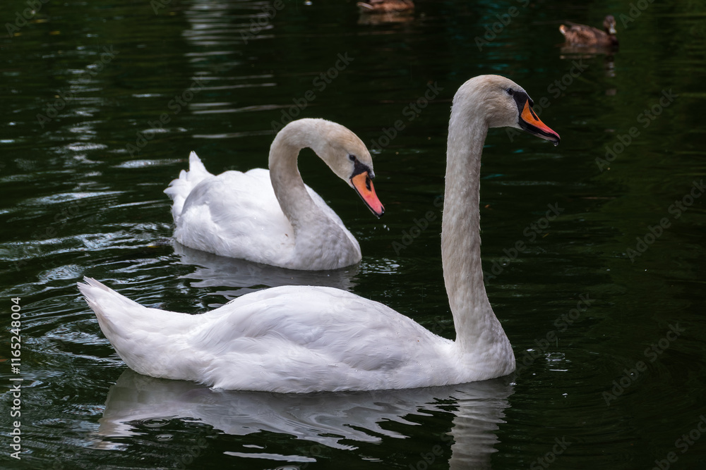Two Graceful white Swans swimming in the lake, swans in the wild Two Graceful white Swans swimming in the lake, swans in the wild