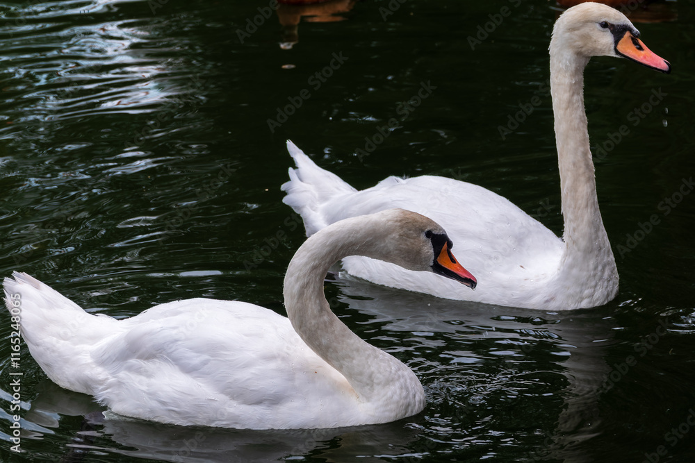 Naklejka premium Two Graceful white Swans swimming in the lake, swans in the wild