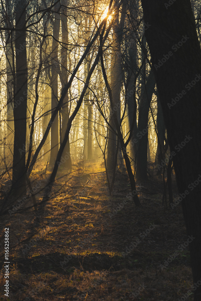 Obraz premium Wschód słońca w mglistym lesie