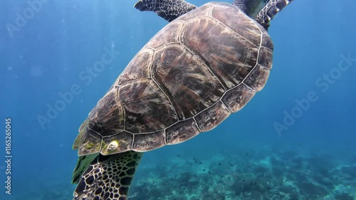 A Green sea turtle swimming underwater