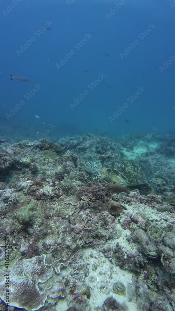 Underwater sea ocean water with beautiful diverse corals and fishes swimming Underwater sea ocean water with beautiful diverse corals and fishes swimming