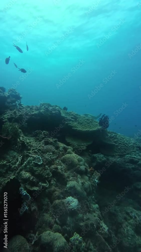 Underwater sea ocean water with beautiful diverse corals and fishes swimming Underwater sea ocean water with beautiful diverse corals and fishes swimming