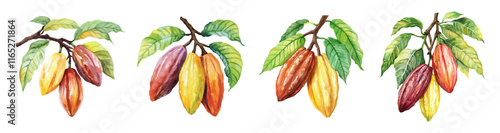 Watercolor set of cocoa tree branches with beans png. Cocoa beans on a tree branch with green leaves. Concept of growing cocoa for chocolate. Watercolor botanical illustration.
