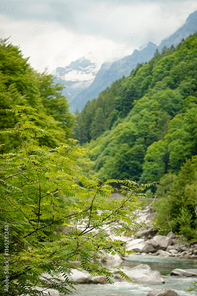 Fototapeta premium Swiss Alps valley with a mountain river in the foreground and snow covered mountain peaks in the background, forest covered mountains