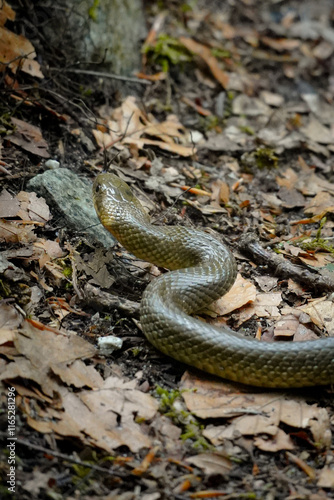 Curved Aesculapian snake (Zamenis longissimus) sliding in grass with its sharp tongue out looking away from the camera, Switzerland photo