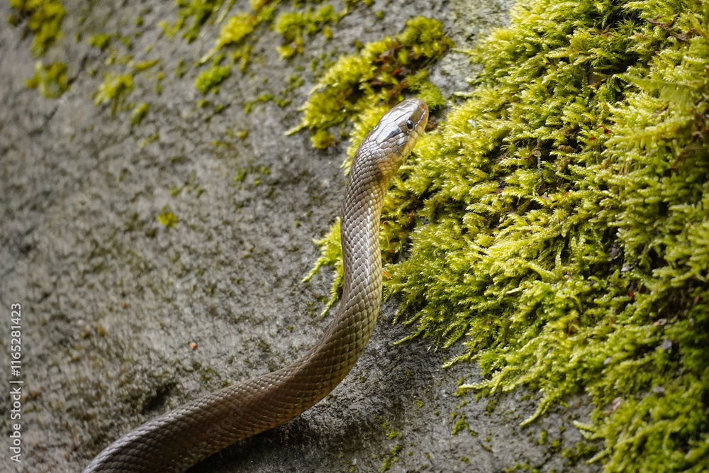 Curved Aesculapian snake (Zamenis longissimus) going up moss covered rock, Switzerland Curved Aesculapian snake (Zamenis longissimus) going up moss covered rock, Switzerland