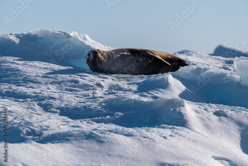 Fur seal lying on the snow. Antarctica. photo