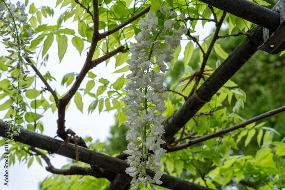 新緑の中で揺れる白い藤の花 新緑の中で揺れる白い藤の花
