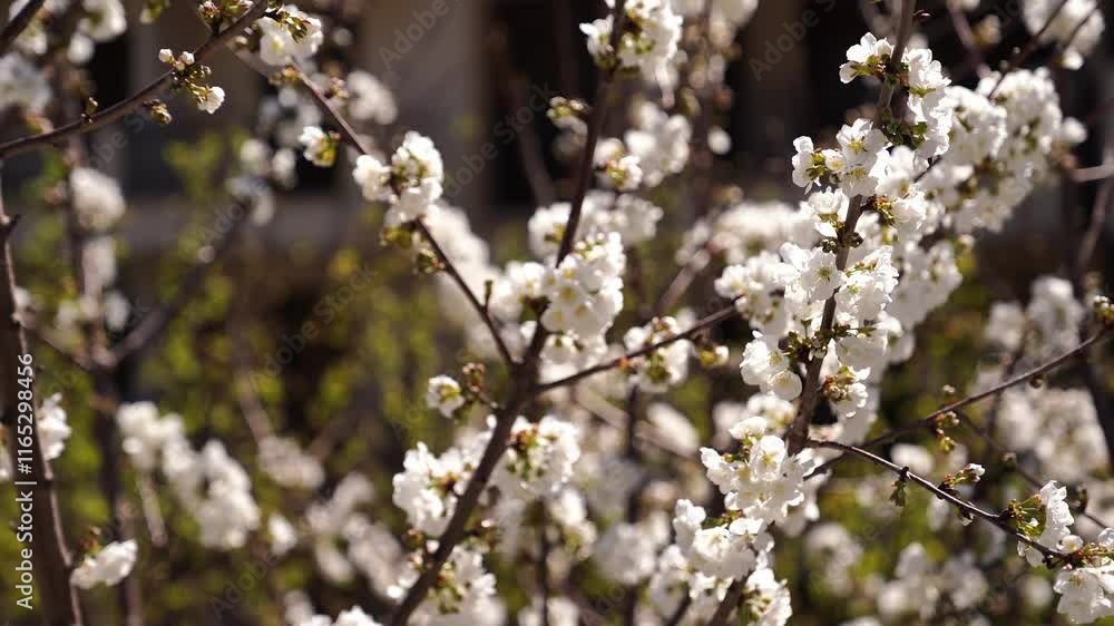 Bees collect nectar from white flowers of cherry blossoms. High quality 4k footage Bees collect nectar from white flowers of cherry blossoms. High quality 4k footage