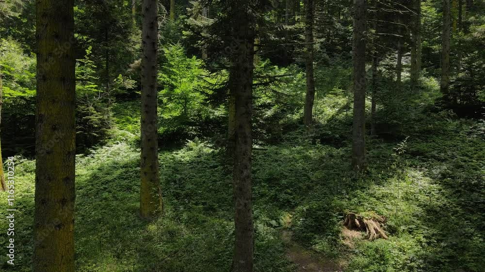 Nature Forest, Green Environment Forest Aerial Drone Nature Forest, Green Environment Forest Aerial Drone