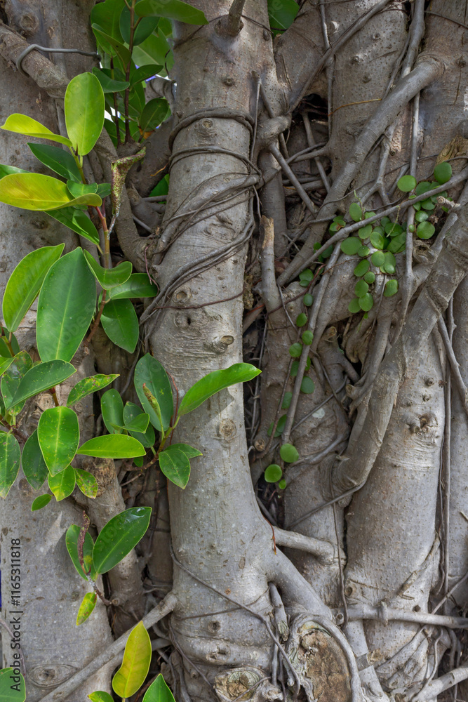 Close-Up of Banyan Tree with Detailed Leaves and Roots Close-Up of Banyan Tree with Detailed Leaves and Roots