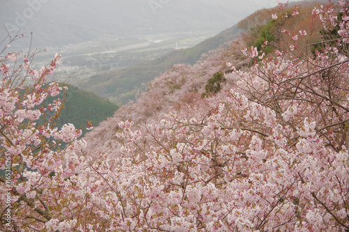 山に咲く桜 photo