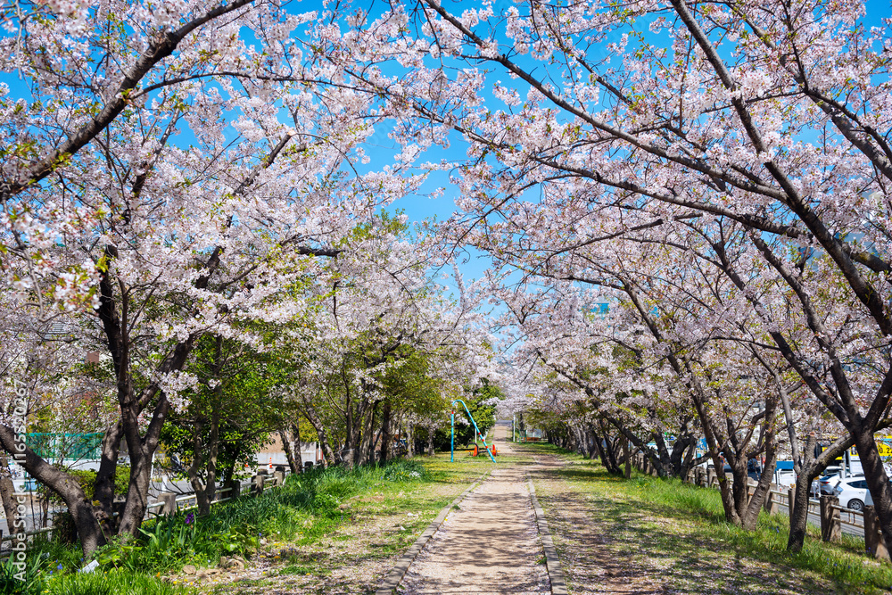 箕面船場阪大前周辺の春の風景