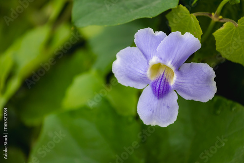 Selective focus of white blue Clockvines flower with green leaves on the vine in the garden, Thunbergia is a genus of flowering plants in the family Acanthaceae, Natural floral background. photo