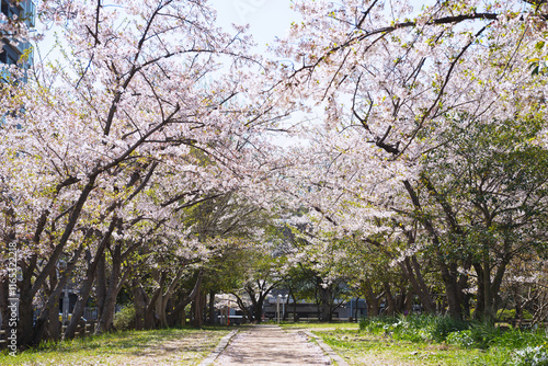 箕面船場阪大前周辺の春の風景