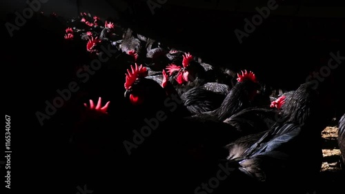 Black Chickens in a Barn Enjoying Sunshine and Pecking Around in Their Cozy Environment